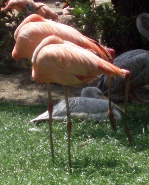 Avifauna humor